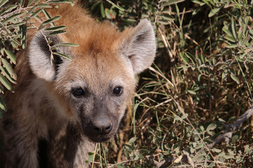 Tüpfelhyäne / Spotted hyaena / Crocuta crocuta...