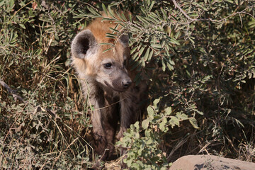 Tüpfelhyäne / Spotted hyaena / Crocuta crocuta...