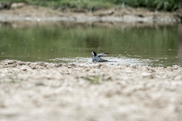 grey wagtail bird animal small washing cute little