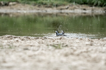 grey wagtail bird animal small washing cute little