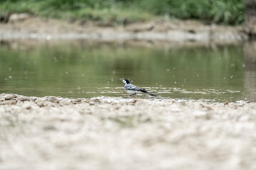 grey wagtail bird animal small washing cute little