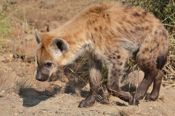 Tüpfelhyäne / Spotted hyaena / Crocuta crocuta...
