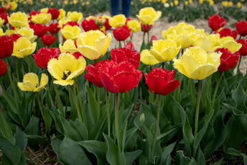 Bright red and yellow tulip in a sunny meadow with blurry background