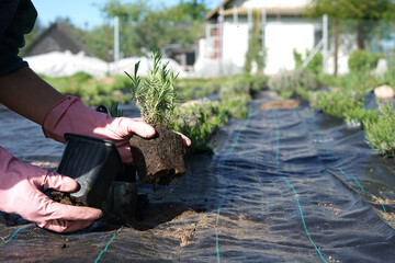 Floral composition.Planting lavender in the fild of woman in gloves. Lavender seedling in a pot from a plant nursery.