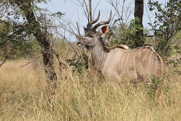 Großer Kudu / Greater kudu / Tragelaphus strepsiceros