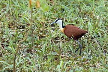African Jacana (Actophilornis africanus) in South Luangwa National Park. Zambia. Africa.