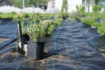 Floral composition of field of lavender with agrofabric. Lavender seedling in a pot from a plant nursery.
