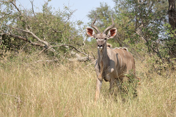 Großer Kudu / Greater kudu / Tragelaphus strepsiceros