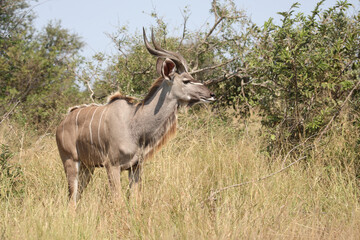 Großer Kudu / Greater kudu / Tragelaphus strepsiceros