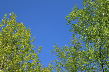 Sheer verdant birches against a clear blue sky