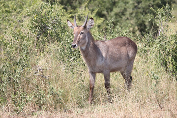 Wasserbock / Waterbuck / Kobus ellipsiprymnus