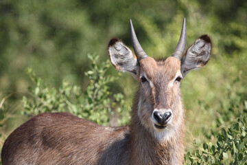 Wasserbock / Waterbuck / Kobus ellipsiprymnus