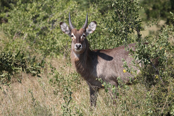 Obraz premium Wasserbock / Waterbuck / Kobus ellipsiprymnus