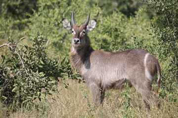 Wasserbock / Waterbuck / Kobus ellipsiprymnus