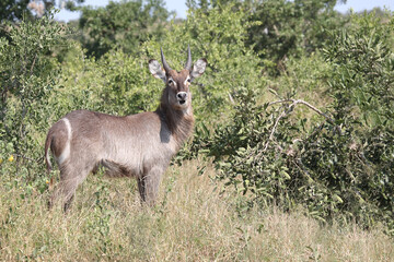 Wasserbock / Waterbuck / Kobus ellipsiprymnus