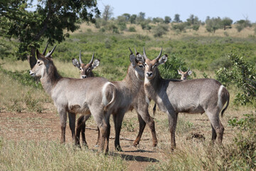 Wasserbock / Waterbuck / Kobus ellipsiprymnus