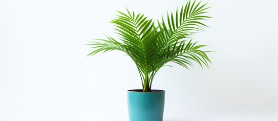 An isolated palm tree in a pot with a vibrant green color stands alone against a white background providing a copy space image