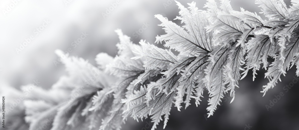 Poster A close up winter background with icy spruce branches in black and white providing ample space for text in the image