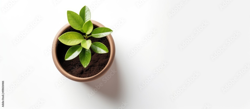 Leinwandbilder a small plant pot is seen from a top view on a white background giving the impression that it is iso