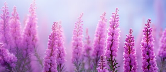 Purple heather flowers Calluna vulgaris on a bright background creating an attractive copy space image