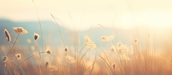 A vintage photo of a wild meadow in soft morning sunlight with a nature concept and creative design Copy space image