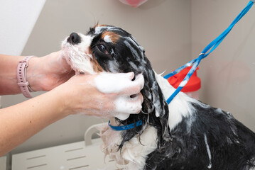 A dog takes a shower with soap suds all over its body being washed by a humans hands