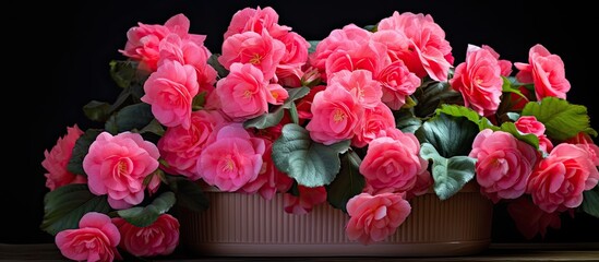 A copy space image showcasing vibrant pink begonia flowers potted beautifully