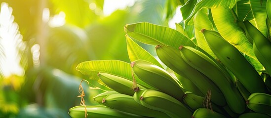 In the bright sunlight fresh banana leaves are neatly arranged on a banana tree creating a captivating image with plenty of copy space