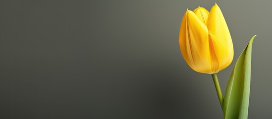 A vibrant yellow tulip specifically the Yellow Pomponette variety is shown in the image with empty space around it. Creative banner. Copyspace image