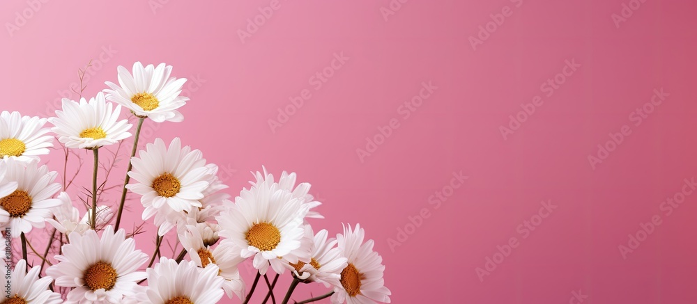 Aufkleber Sunlit white chamomile flowers on a pink background creating an ideal copy space image