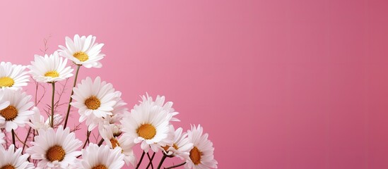 Sunlit white chamomile flowers on a pink background creating an ideal copy space image