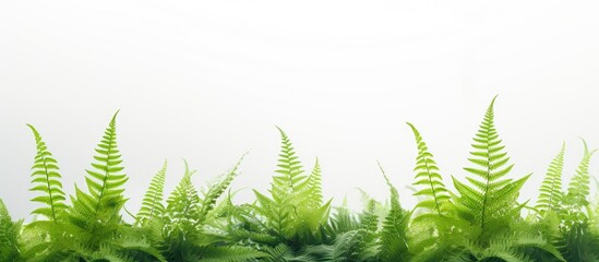 A serene image featuring dew covered ferns set against a clean white backdrop offering a captivating copy space