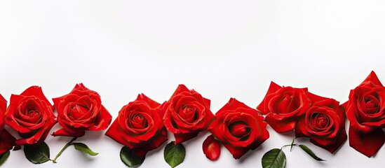 A stunning copy space image featuring a border of vibrant scarlet roses against a clean white background