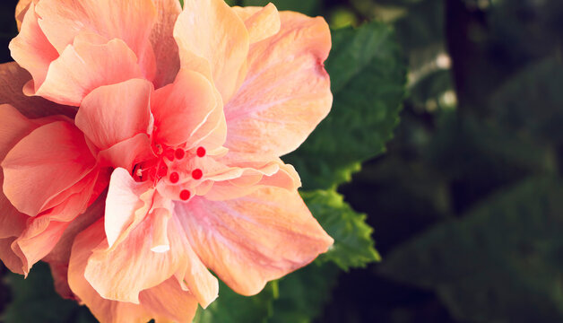 Beautiful colorful double Chinese hibiscus, China rose on the garden. Close Up Pink Hibiscus Or Chaba Flower Blooming. Garden roses, Floribunda, China rose, Alfred Sisley, Miniature roses.