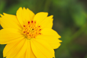 Beautiful orange cosmos flower falling in the air isolated on white background.