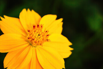 Beautiful orange cosmos flower falling in the air isolated on white background.
