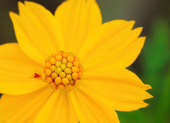 Beautiful orange cosmos flower falling in the air isolated on white background.