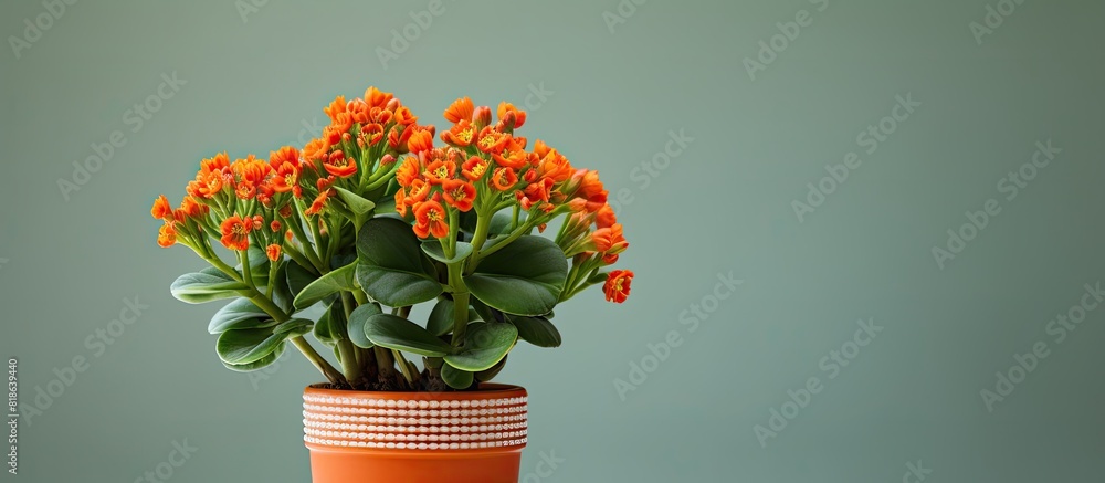 Poster Kalanchoe plant displayed in a pot with empty space available for adding text. Creative banner. Copyspace image