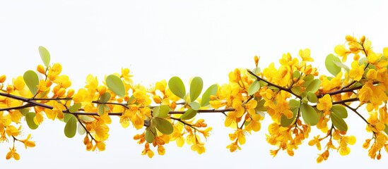 A horizontal view on a sunny day displays a framed copy space image of a barberry branch adorned with vibrant yellow flowers
