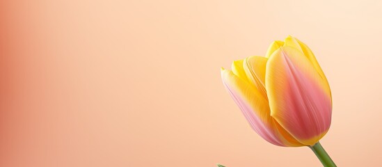 A vibrant yellow pink tulip stands out against a sunny yellow backdrop creating a captivating spring holiday image with ample copy space