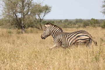 Steppenzebra / Burchell's zebra / Equus quagga burchellii.