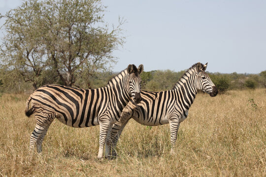 Steppenzebra / Burchell's zebra / Equus quagga burchellii