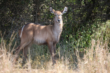 Wasserbock / Waterbuck / Kobus ellipsiprymnus..