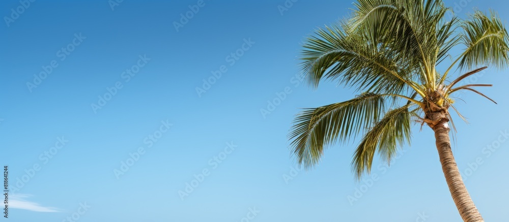 Poster A palm tree stands gracefully against a backdrop of a vibrant blue sky leaving ample space for adding an image