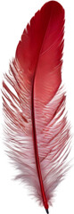  Close-up of red cardinal-inspired feathers. 