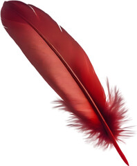  Close-up of red cardinal-inspired feathers. 