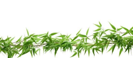 Obraz premium A vibrant copy space image of fresh bamboo leaves standing out against a white background and isolated with a clipping path