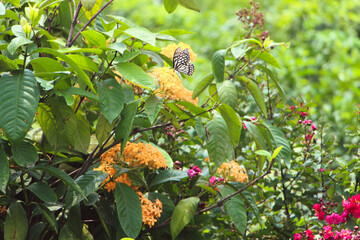 Nature beautiful flower garden abstract background. Horizontal banner with various flowers and a monarch butterfly on a sunny background.