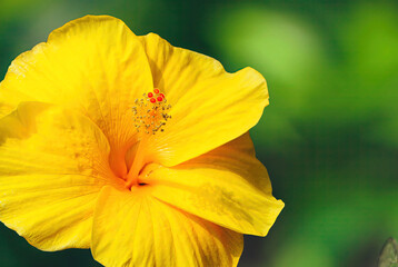 A beautiful yellow hibiscus flower on a blurred background. Close-up of yellow hibiscus flower.