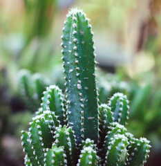 Fototapeta premium A mini cactus plant in the background of a transparent cactus garden. Macro view of potted succulents in an indoor desert garden. 
